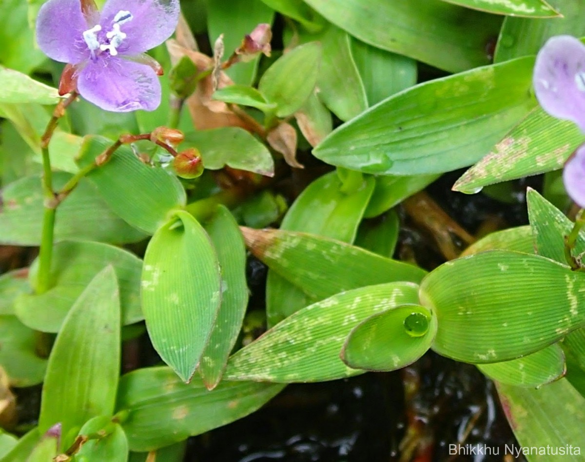 Murdannia spirata var. spirata (L.) G.Brückn.